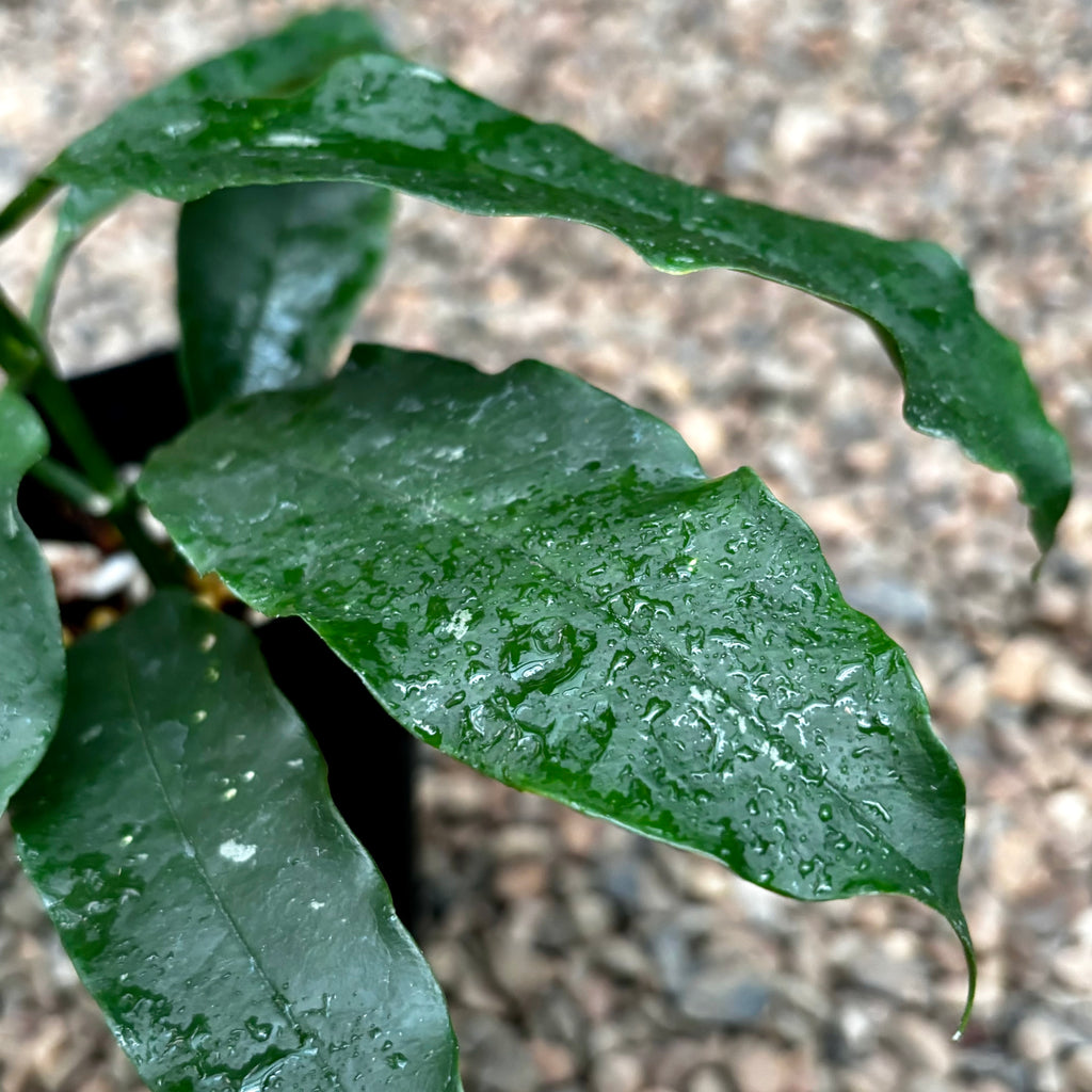 Hoya lockii H416