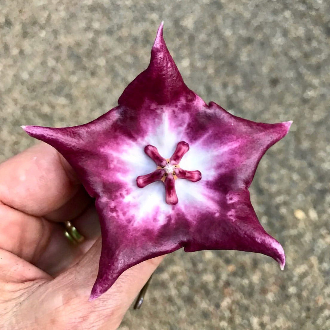 Hoya macgillivrayi 'Langkelly Ck. Qld.' IML 0015 H63
