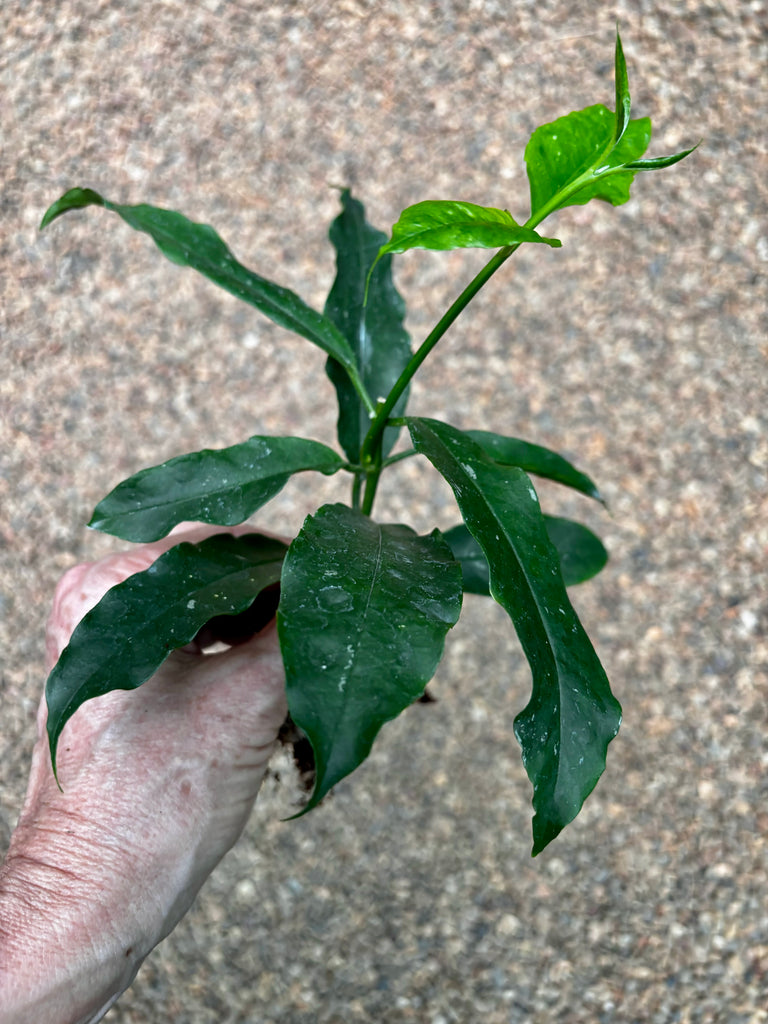 Hoya lockii H416