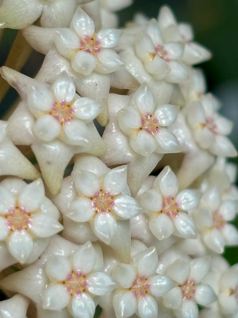 Hoya sp. Ko Chang Is. IML 1508 H127