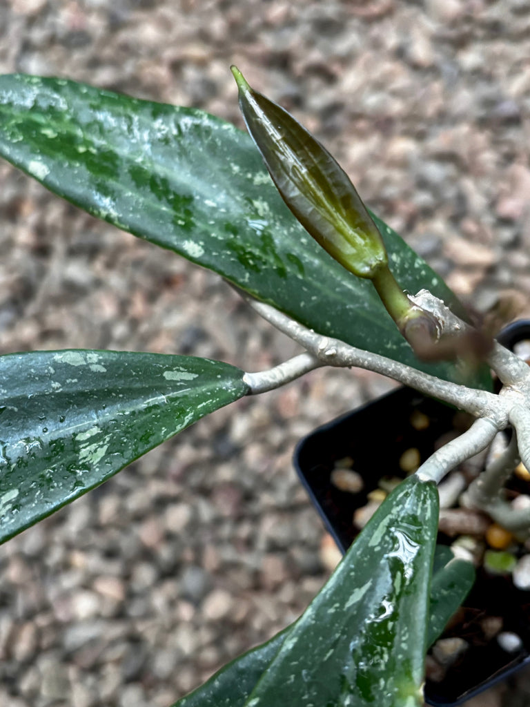 Hoya sp. Phu Kradueng Loei Province SR 2007-13 H424