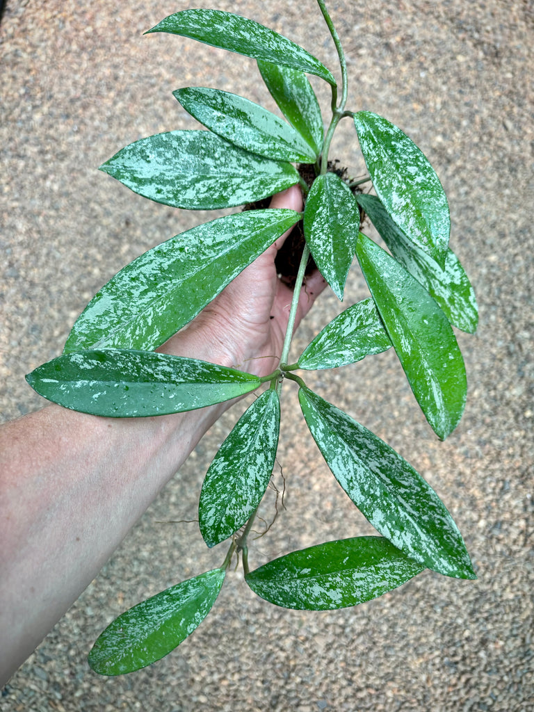 Hoya pubicalyx (splash) H267