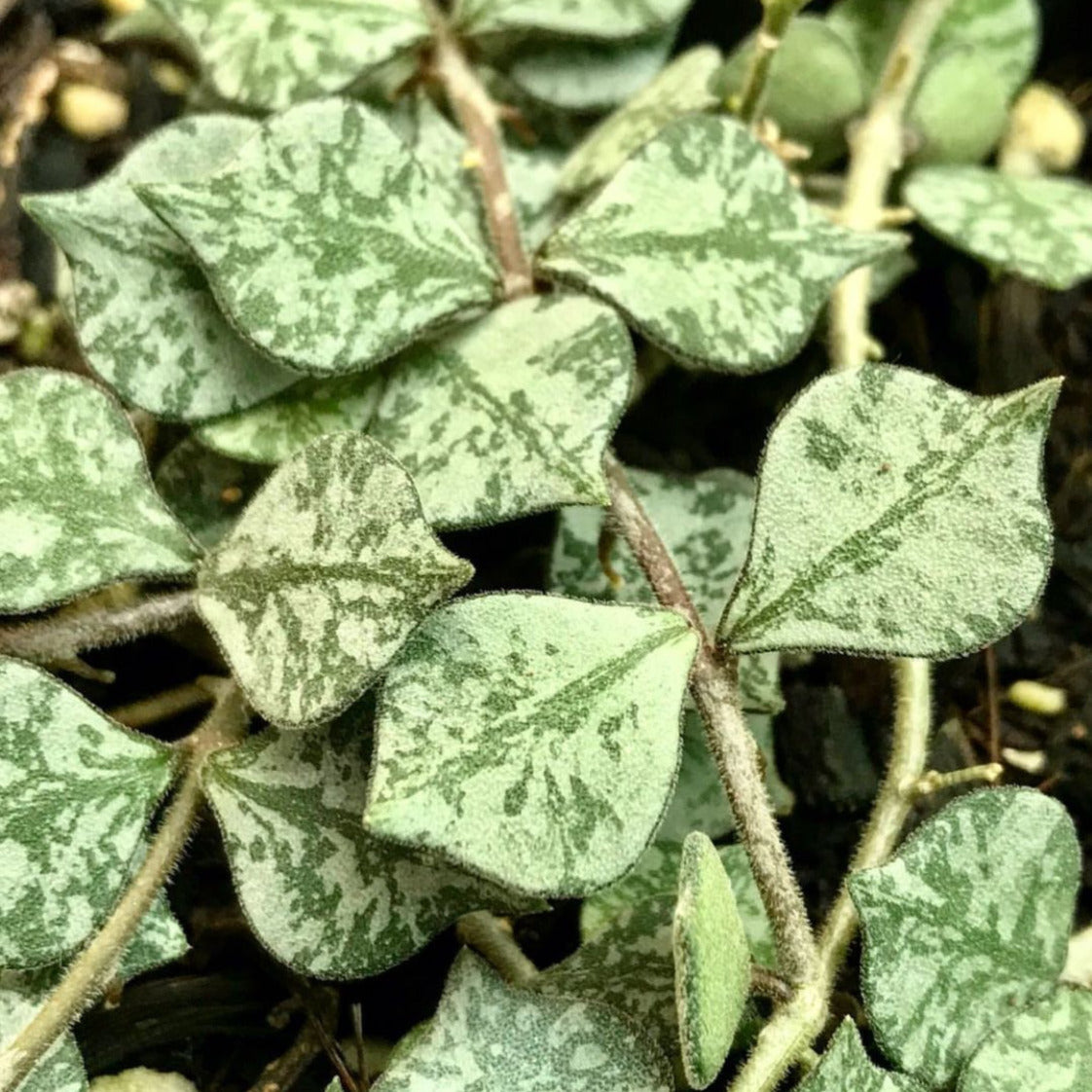 Hoya curtisii Thailand IML 1160 H262