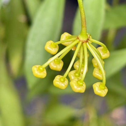 Hoya tsangii H7