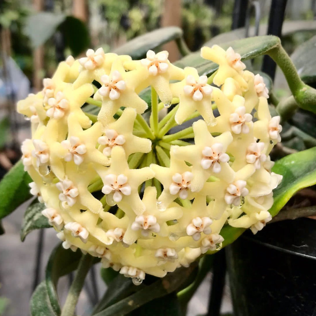 Hoya villosa Vietnam IML 1663 H156