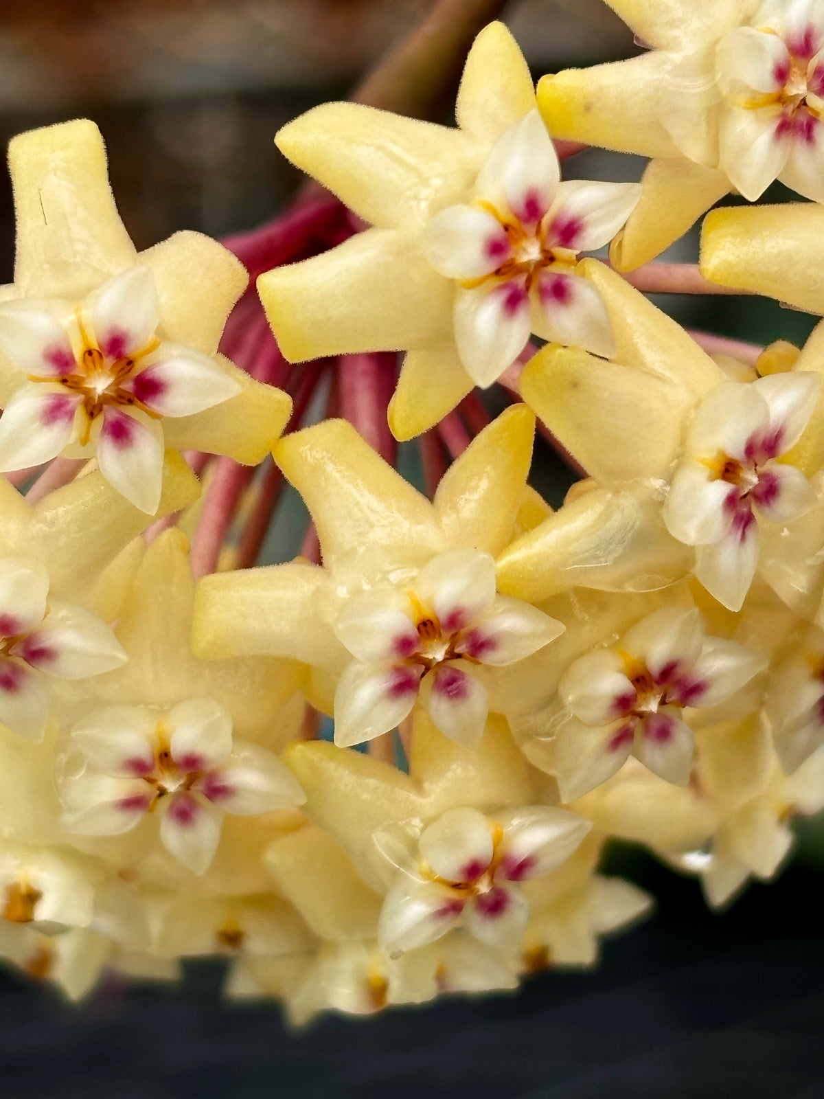Hoya rigida IML 1424 H80