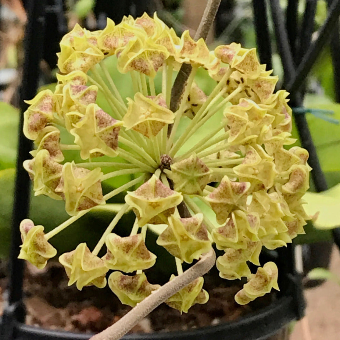 Hoya lambii H144