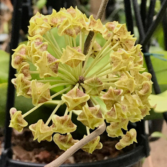 Hoya lambii H144