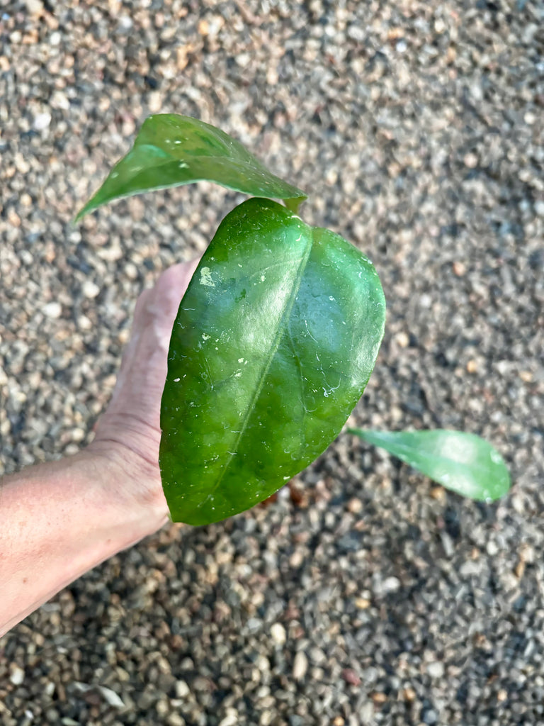 Hoya estrellaensis IML 1256 H232