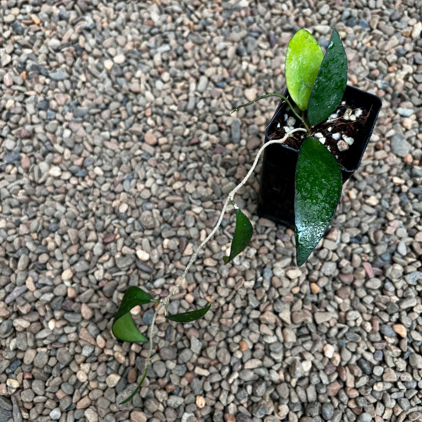 Hoya flagellata (gold) H344