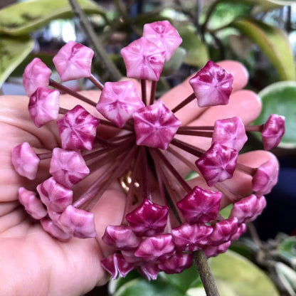 Hoya carnosa variegata 'Purple Pride' H216
