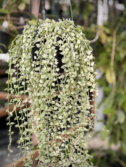 Dischidia ruscifolia (albomarginata) D36