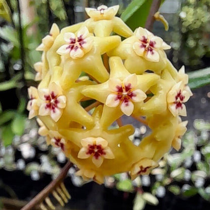 Hoya neocaledonica IML 1647 H166