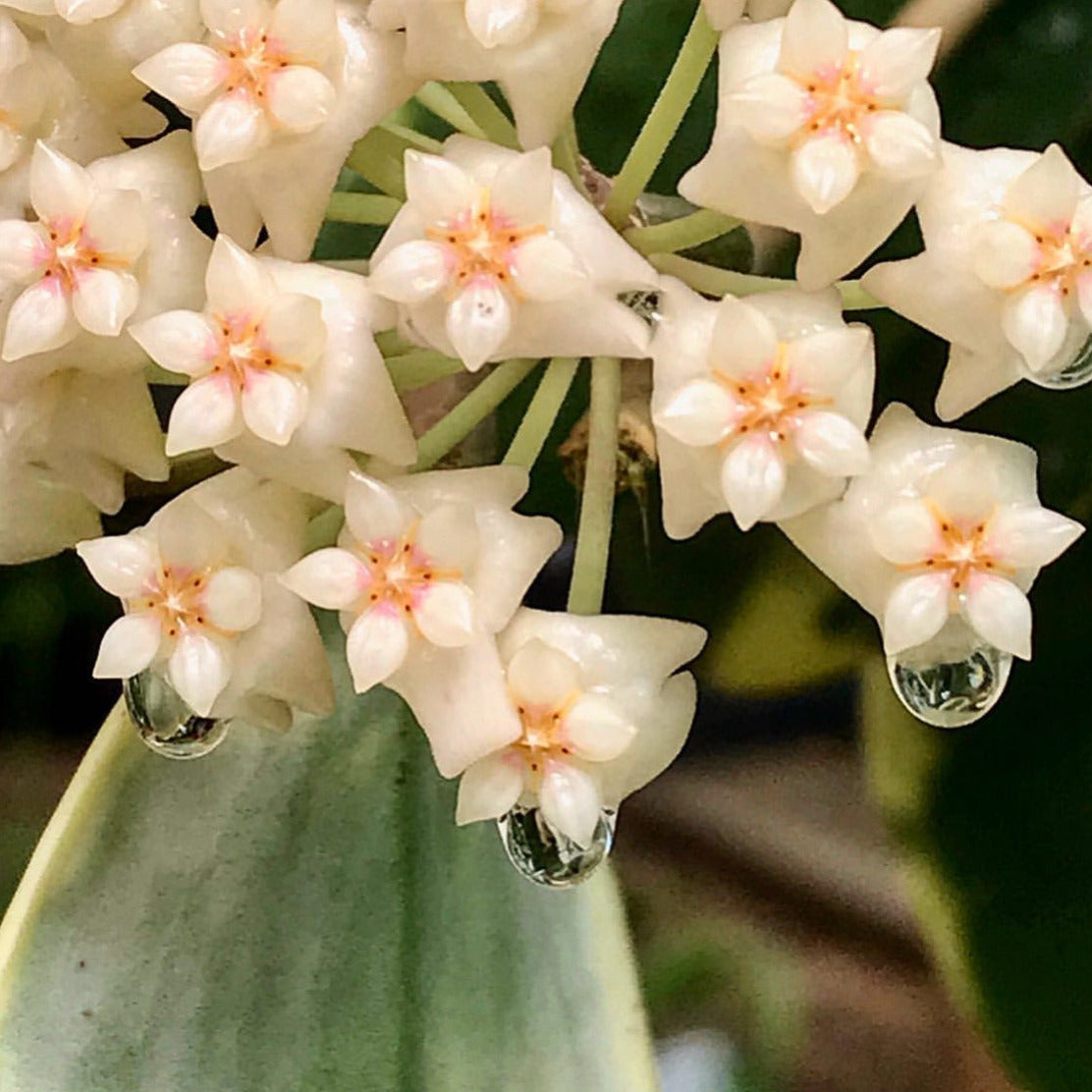Hoya verticillata albomarginata IML 1625 H49
