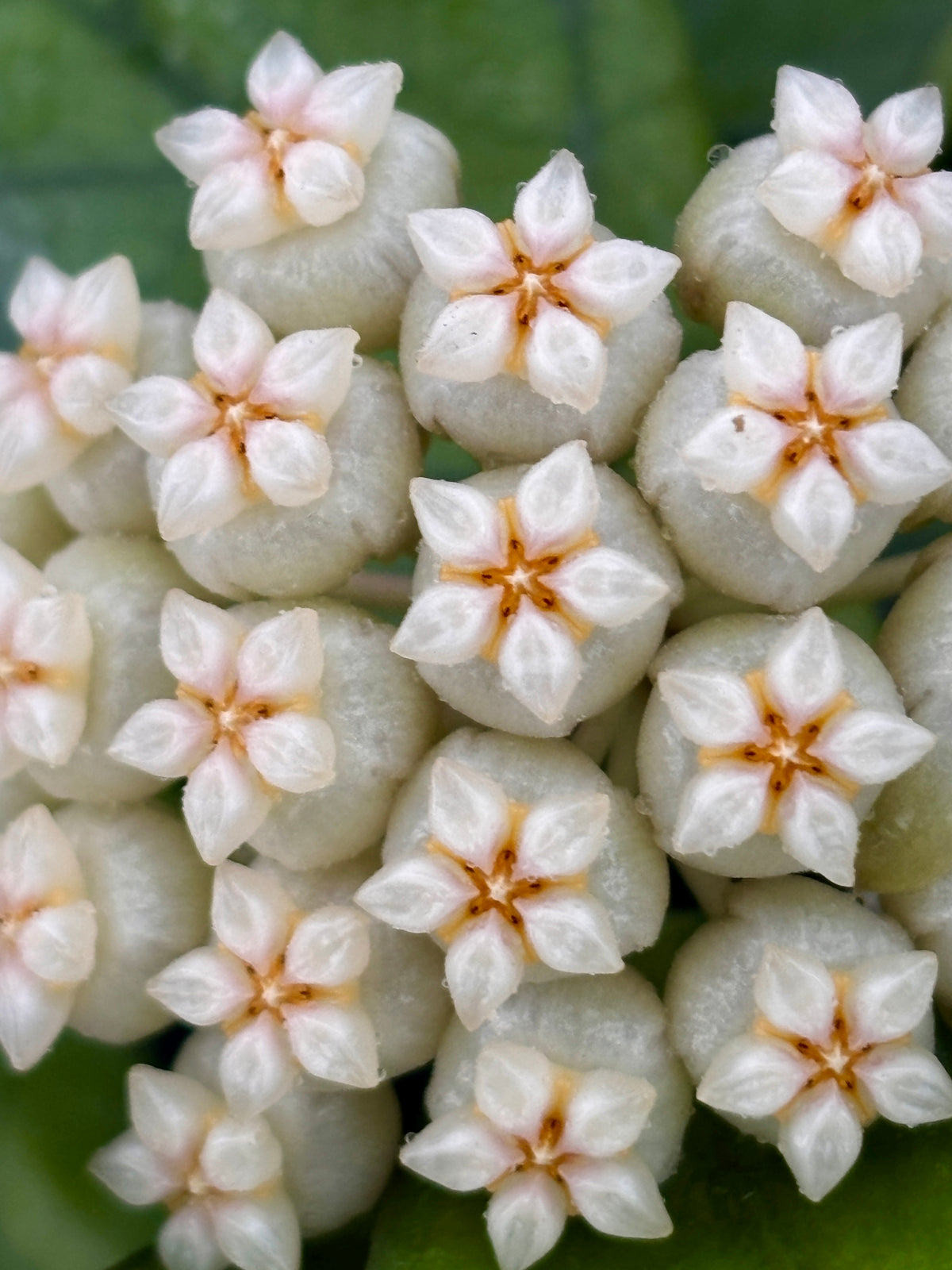 Hoya hainanensis H341