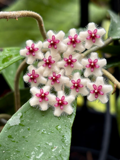 Hoya phuwaensis H317