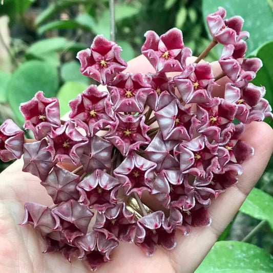 Hoya pubicalyx 'Jungle Garden' H197