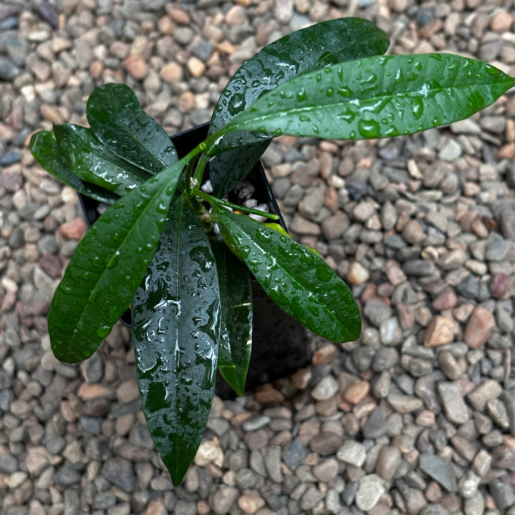 Hoya irisiae green H472