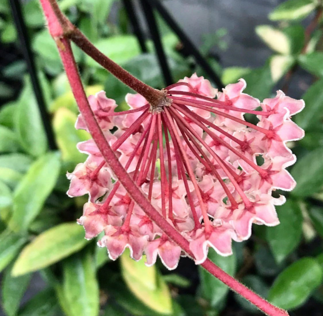 Hoya carnosa H8