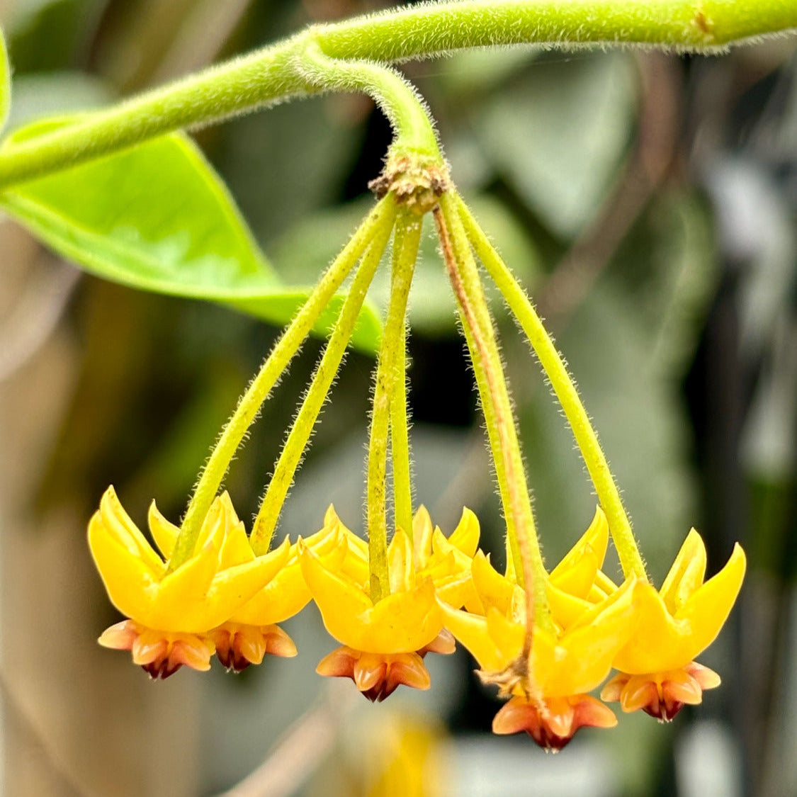 Hoya densifolia H203