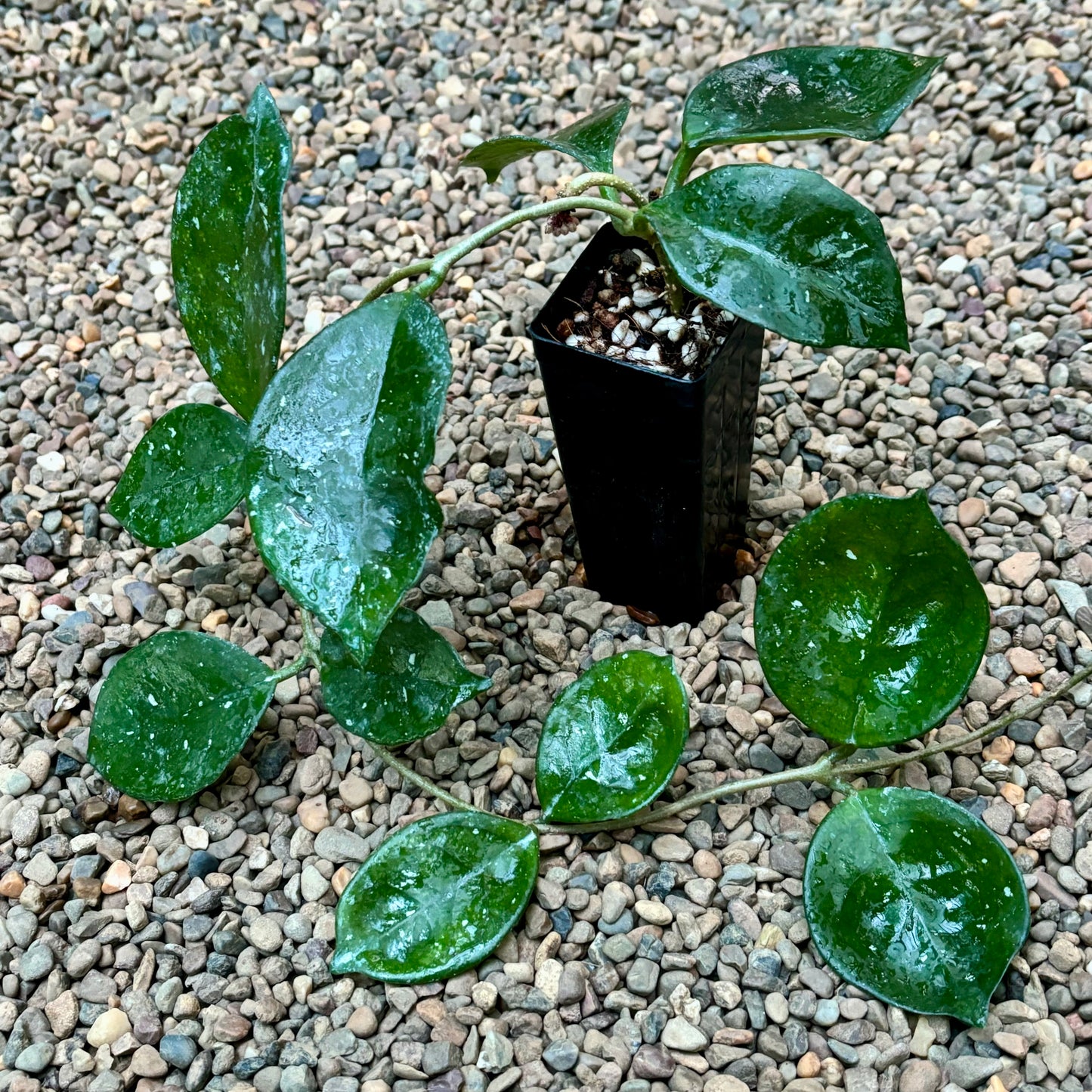 Hoya carnosa 'Snowball' H286