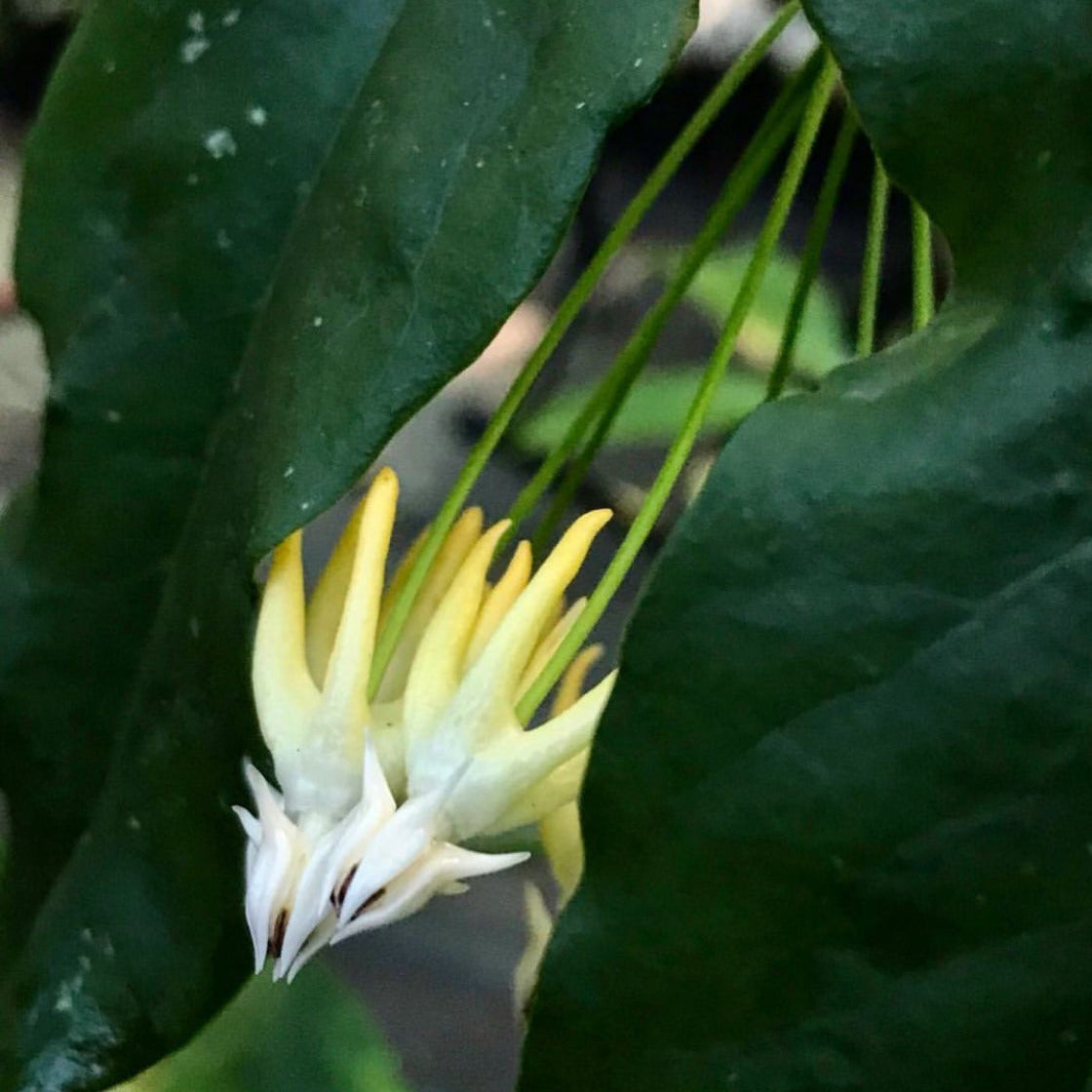 Hoya multiflora 'Shooting Star' IML 0182 H111