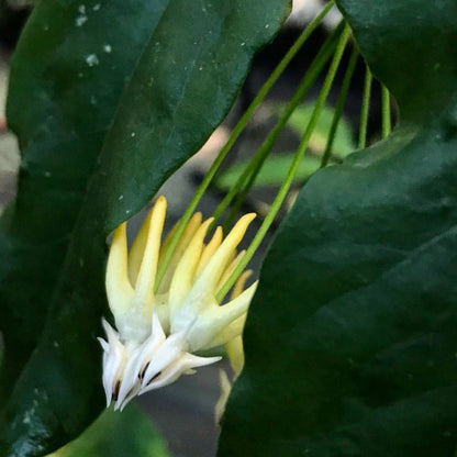 Hoya multiflora 'Shooting Star' IML 0182 H111