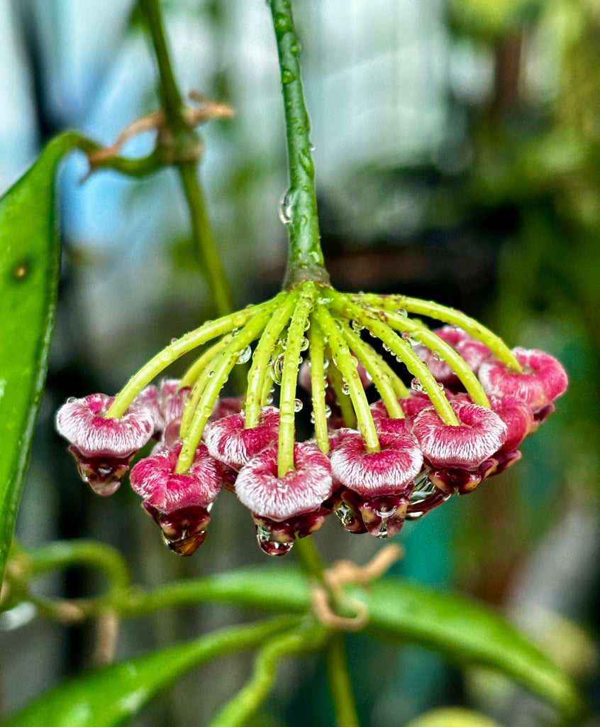 Hoya wayetii IML 1540 H89