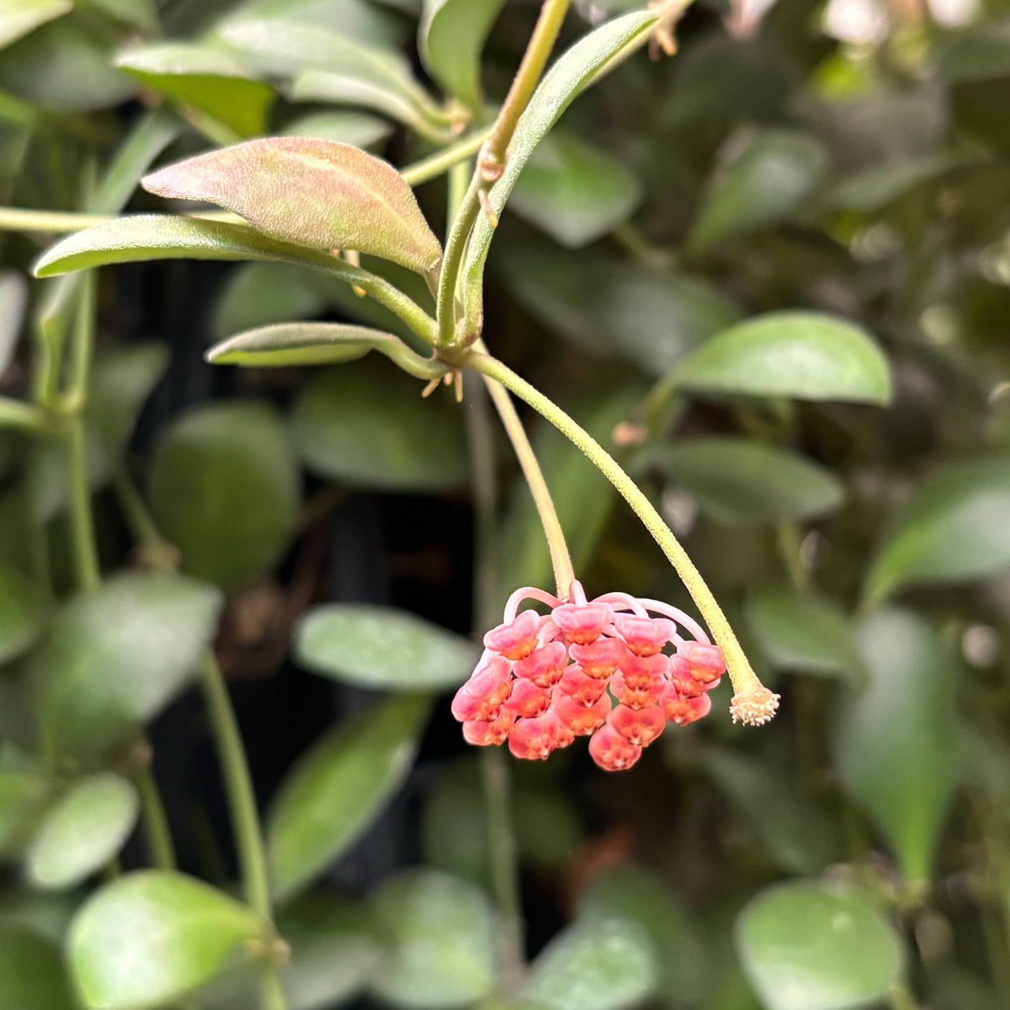 Hoya panchoi Philippines IML 0260 H137