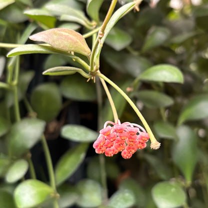 Hoya panchoi Philippines IML 0260 H137