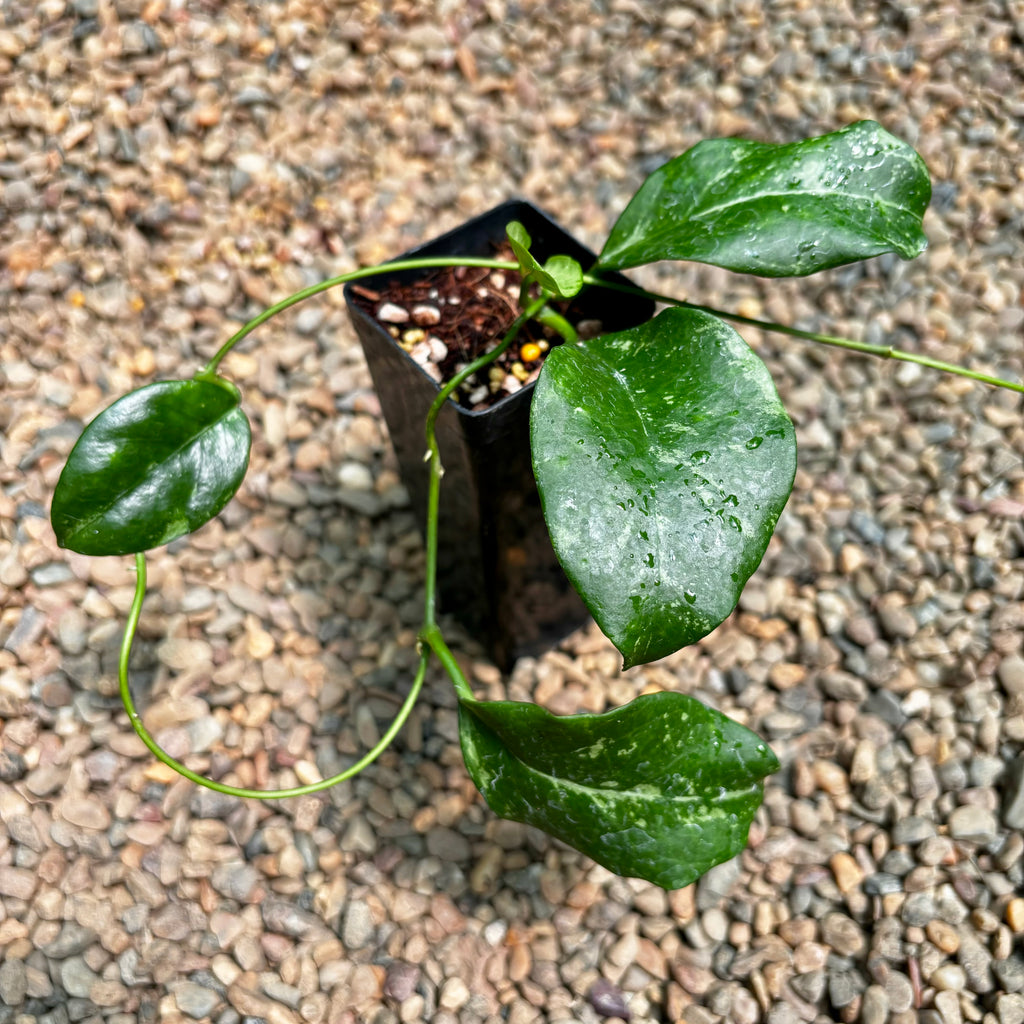 Hoya nervosa 'Jokul' H388