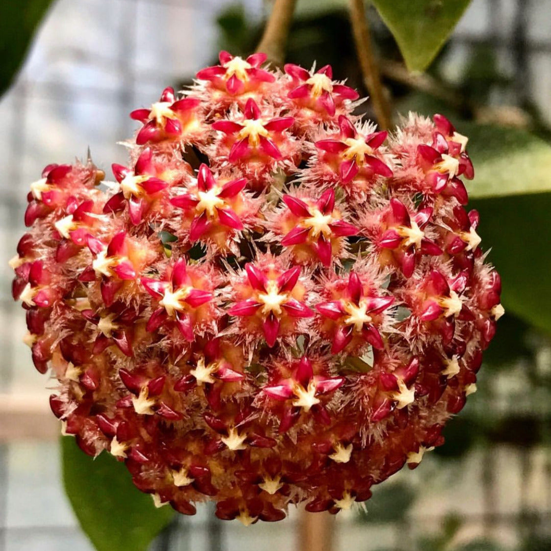 Hoya mindorensis H40