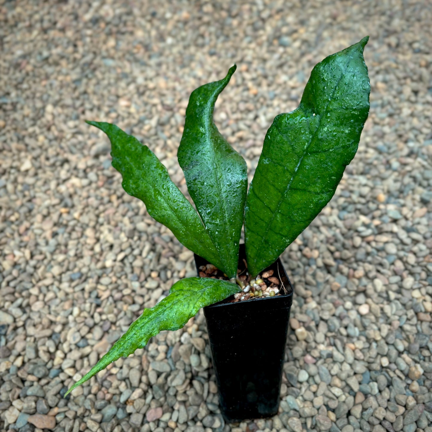 Hoya sp. Malaysia IML 1400 H134