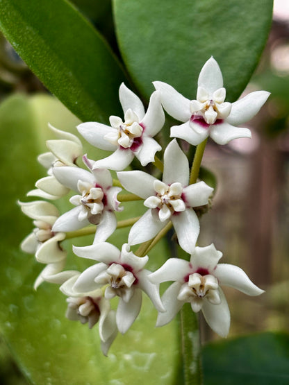 Hoya australis ssp. australis compacta H190