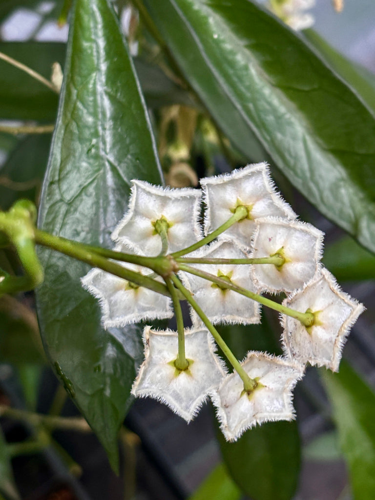 Hoya longifolia IML 0185 H257