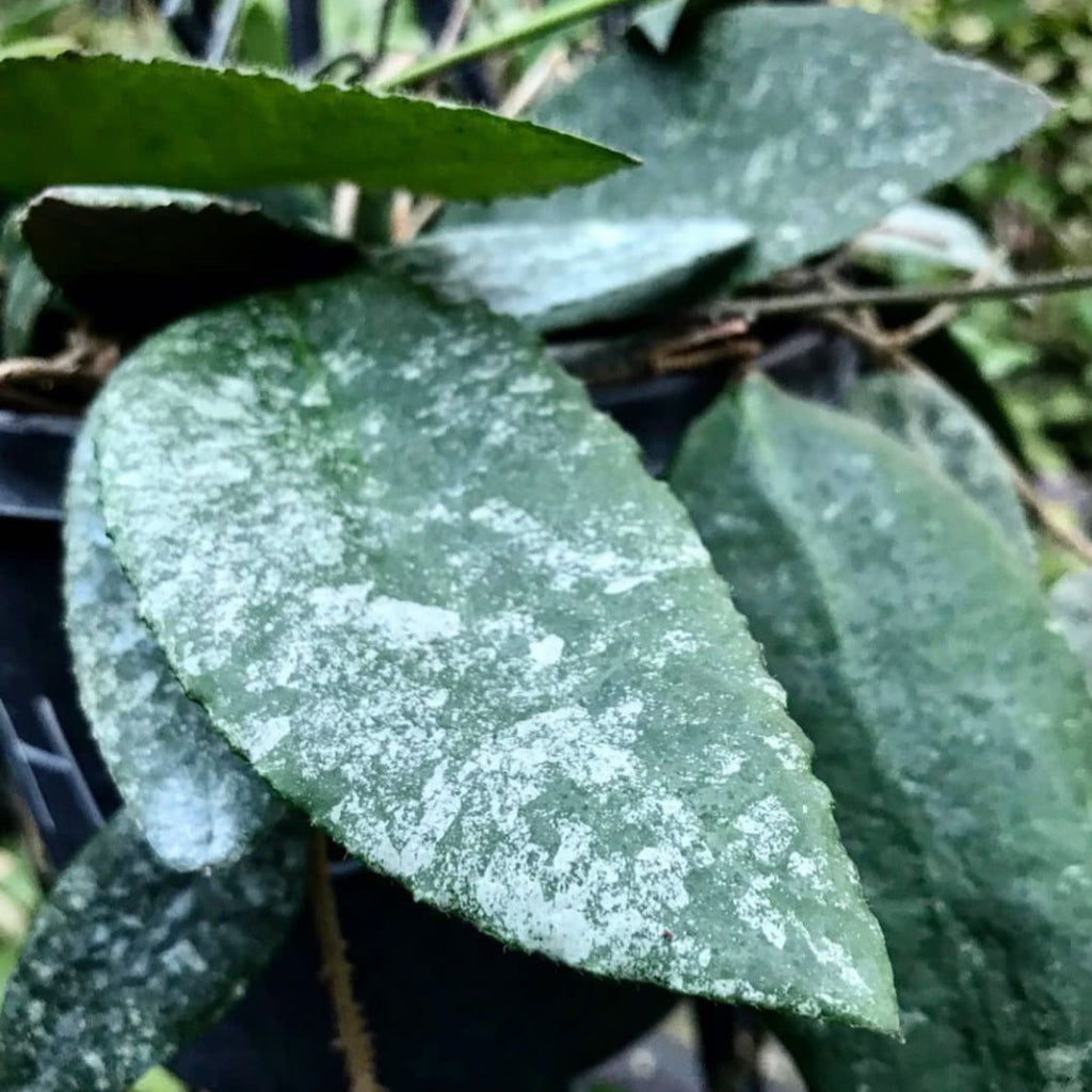 Hoya caudata v crassifolia H200