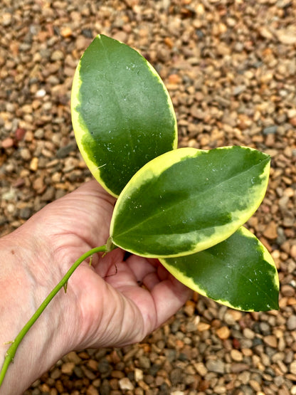 Hoya sp. Para (albomarginata) H467