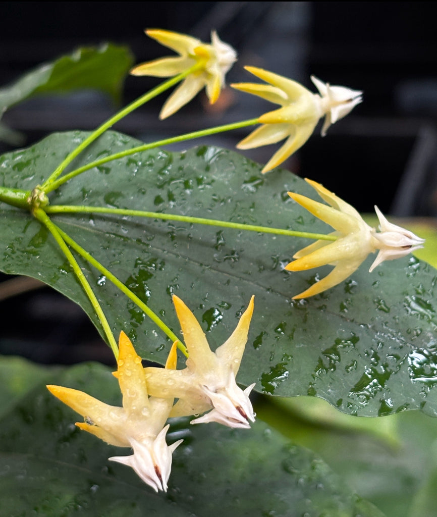 Hoya multiflora H16