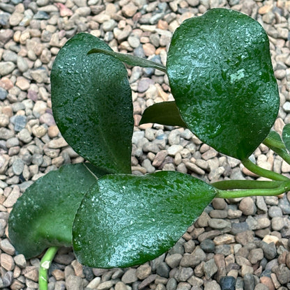 Hoya waymaniae Nabawan Sabah H383