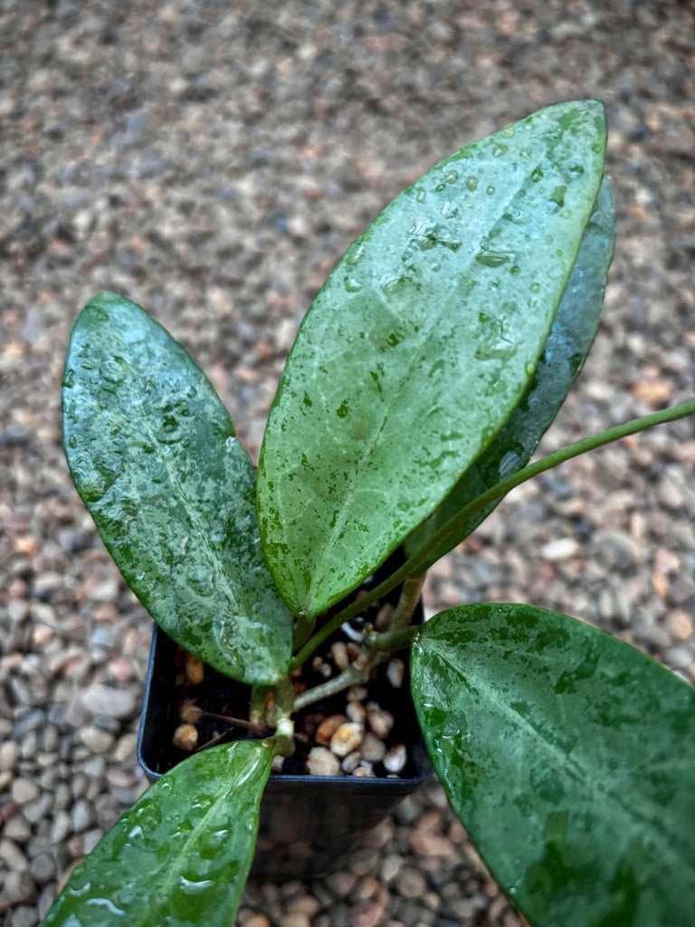 Hoya 'Rime' (splash) H415