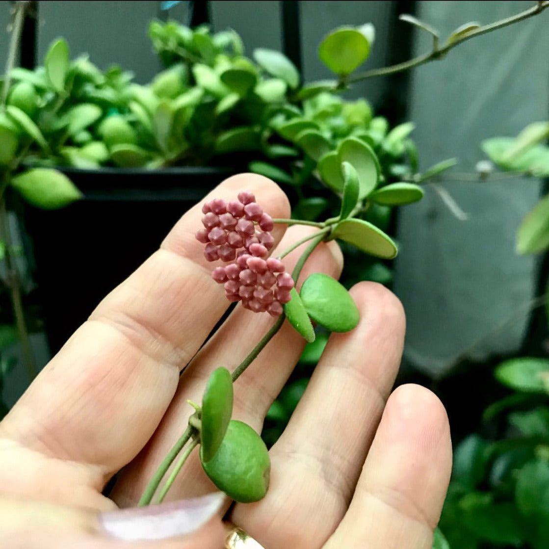 Hoya bilobata H196