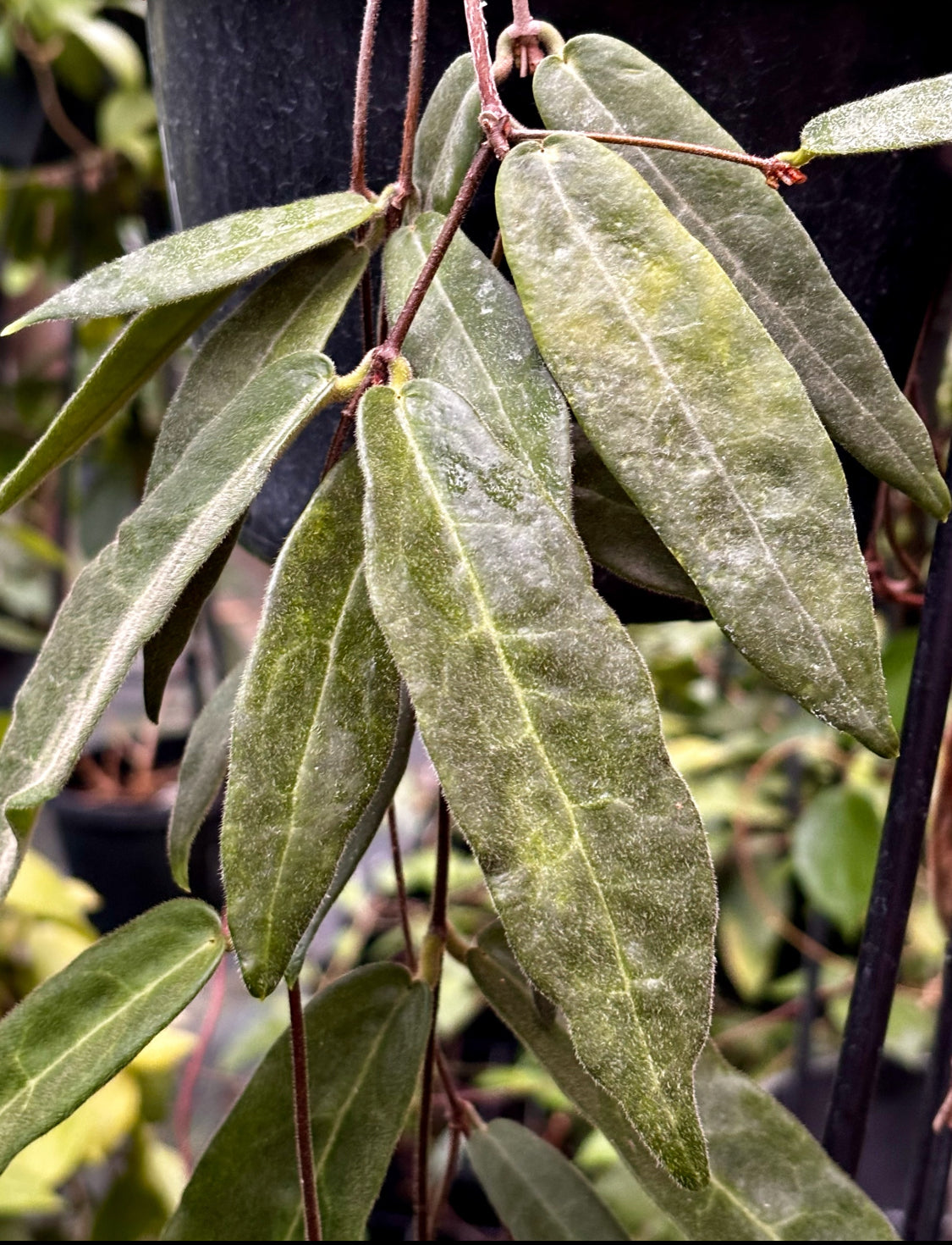 Hoya hypolasia Madang PNG IML 1155 H164