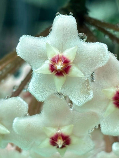 Hoya motoskei 'Snowball' IML 0203 H284