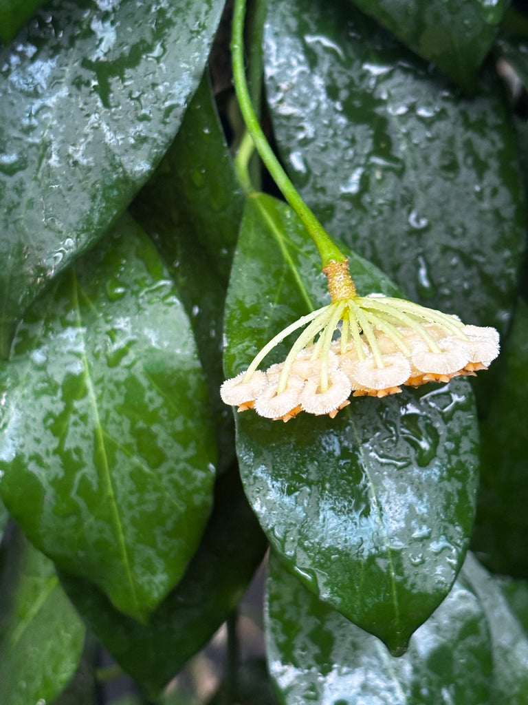 Hoya obscura IML 1003 H68