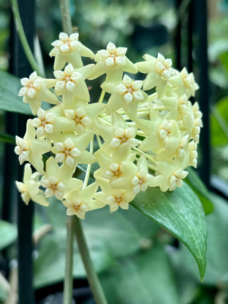 Hoya nicholsoniae Cooper's Ck. IML 0353 H255