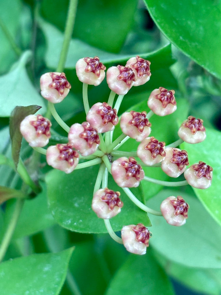 Hoya litoralis H31