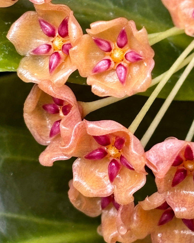 Hoya siariae IML 1624 H171