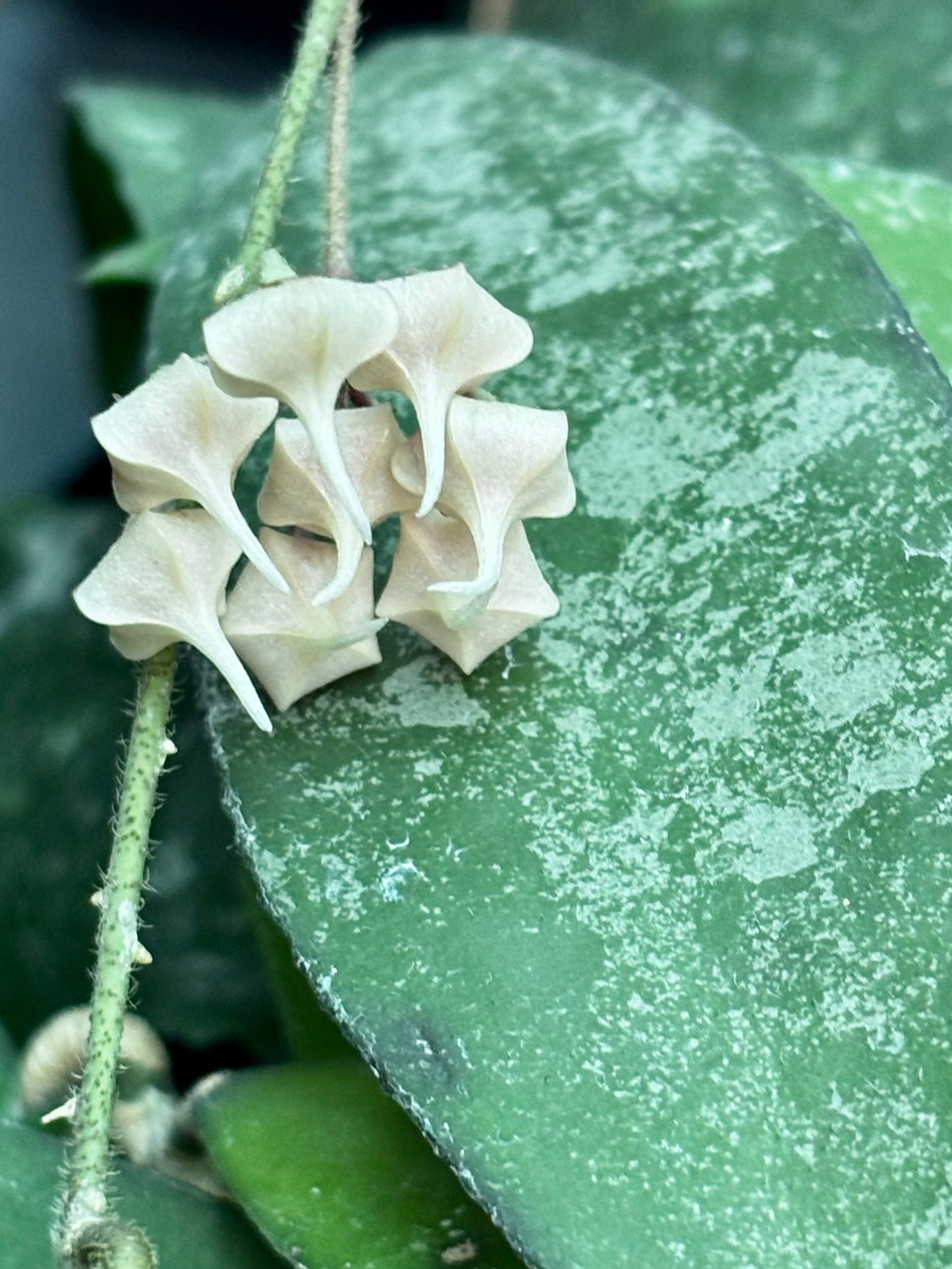 Hoya flagellata (gold) H344