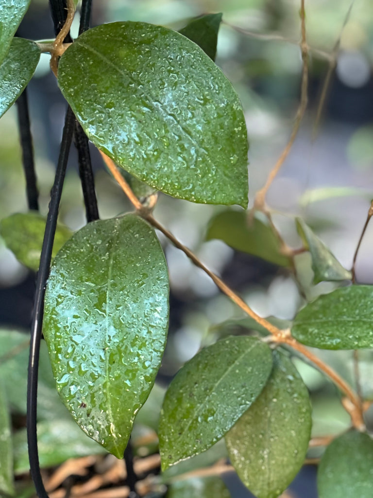 Hoya verticillata green H208