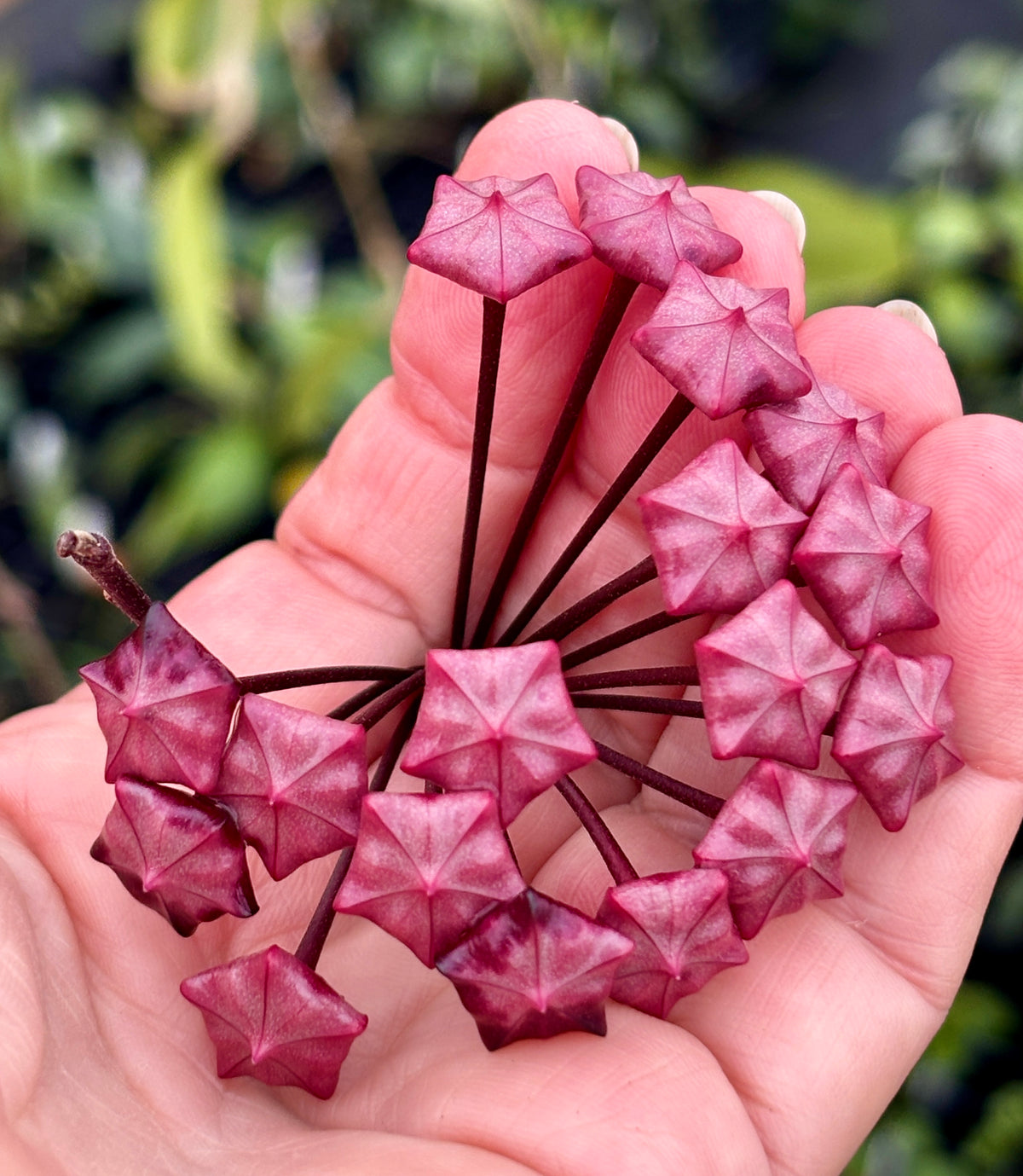 Hoya pubicalyx 'Chinese Black' H407